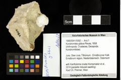 Foto (Objekt + Etiketten) von Konidromites gibbus (Reuss, 1858) 